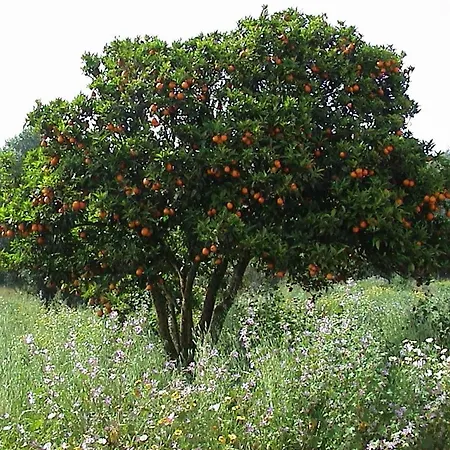 Ferienhaus Casa Bela Vista - Fantastic Sea View